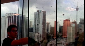 [VIDEO] 14th Floor Office in KL Attacked by Bees – What Does This Mean?