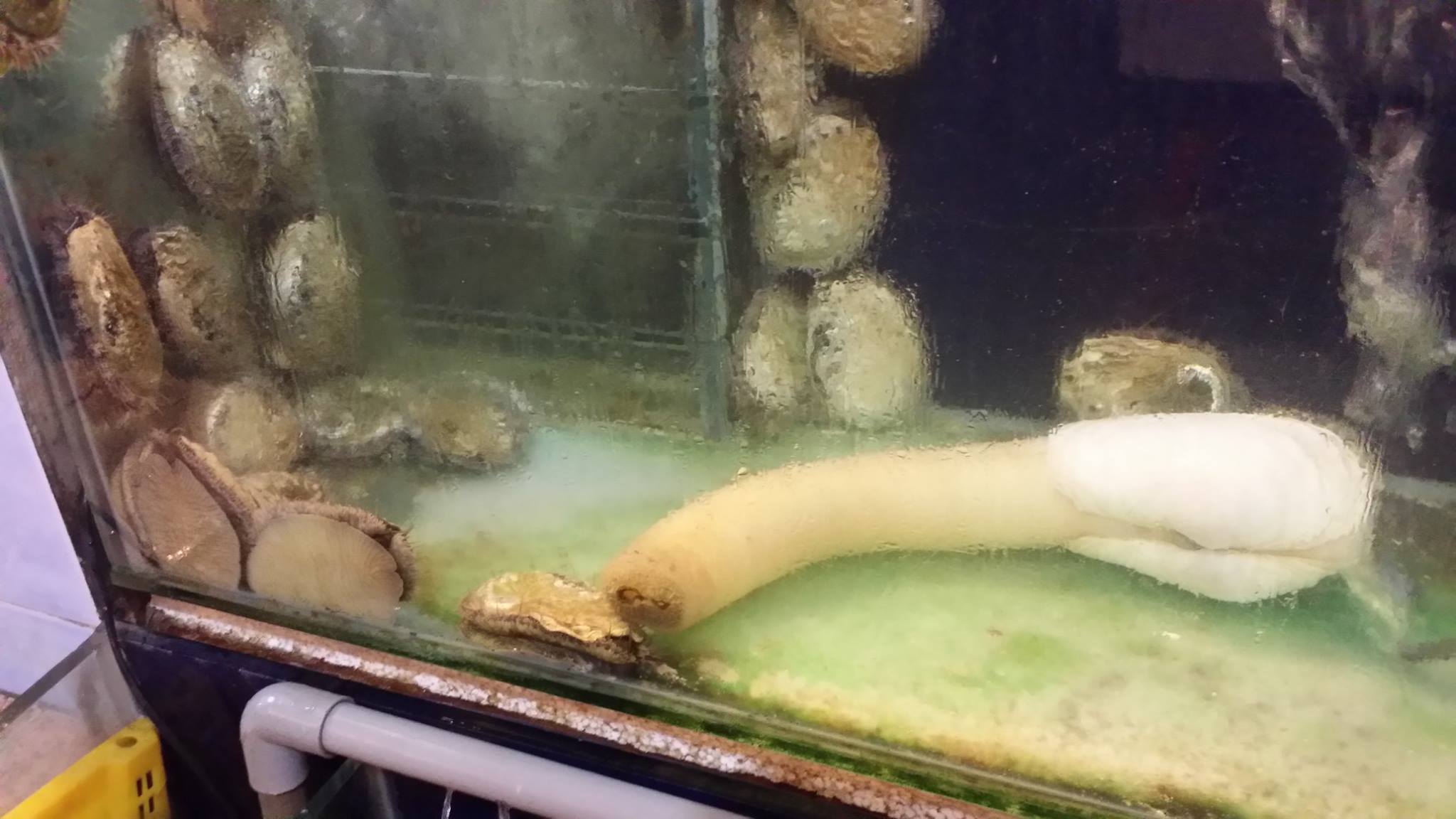 largest geoduck