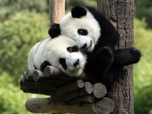 If the countries were pandas. Image from animals.desktopnexus.com