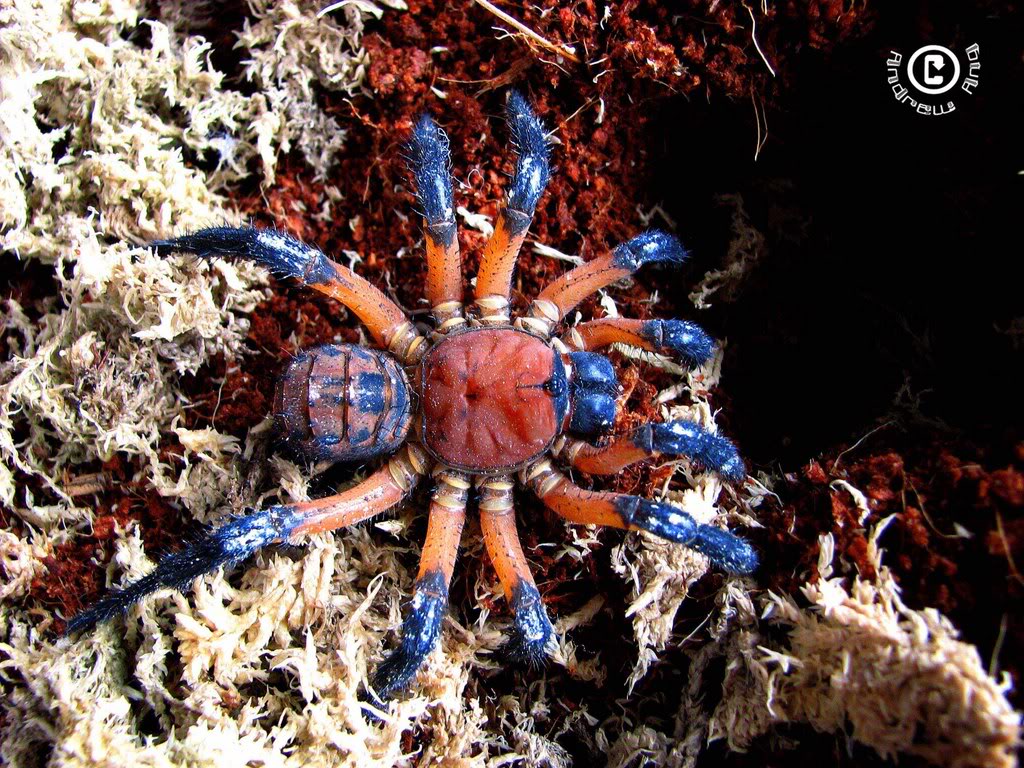 The rare Malaysian trapdoor spider. Photo by Andrew Ang taken from andrewtarantula.blogspot.com