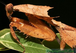 Well he's rather drab. Picture from keepinginsects.com