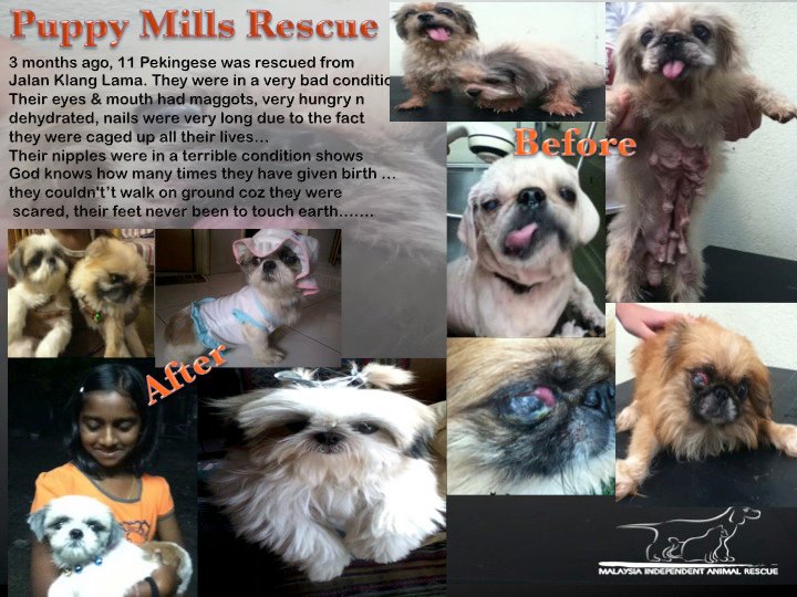 puppy mill rescue
