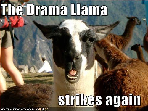The_drama_llama