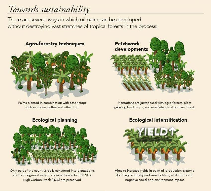 CIFOR's palm oil pictorial, good and bad (part 2). Image from CIFOR.