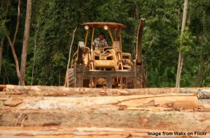 Where is all of Malaysia’s timber going?