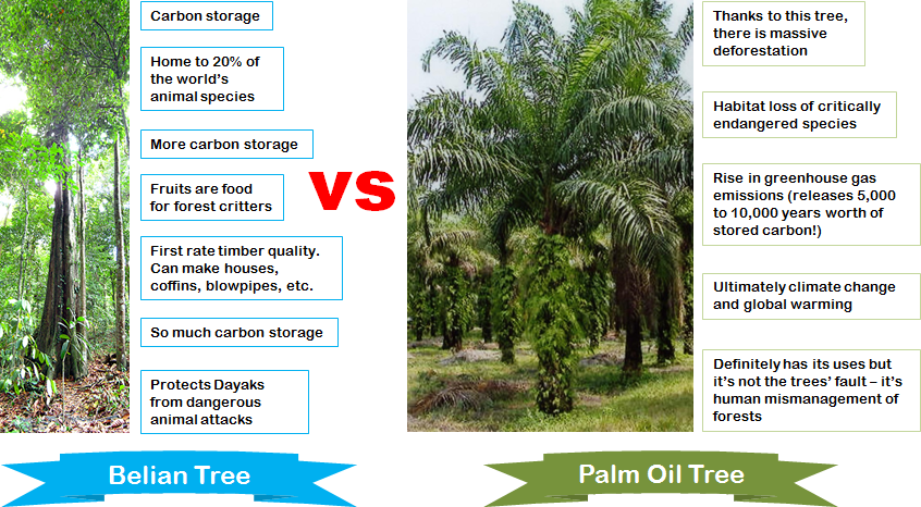 belian tree forest vs palm oil tree