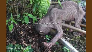 Whoah. Did Malaysian palm oil estates create this weird creature?!