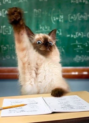 cat raise hands