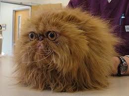 hairy-cat