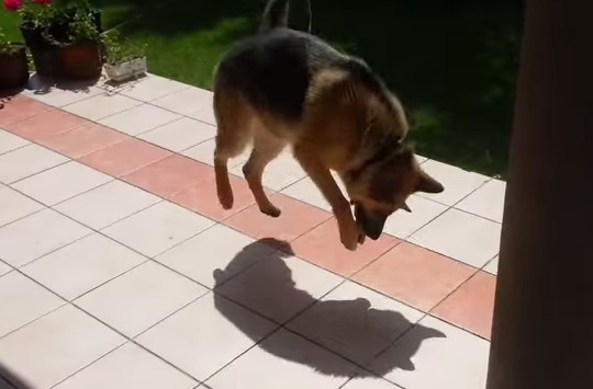 Dog s priceless reaction after discovering shadow   YouTube