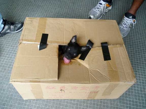 derpy black puppy in box Image from SPCA Selangor