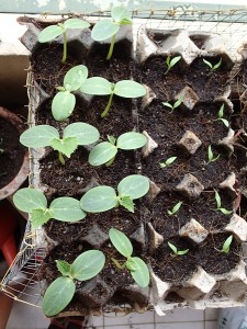Can use egg cartons to house your seedlings, on the left cucumbers and right tomatos.