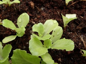 Salad leaves or their Latin name, Lactuca sativa.