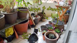 7 veggies you can grow on the balcony… in Malaysia!