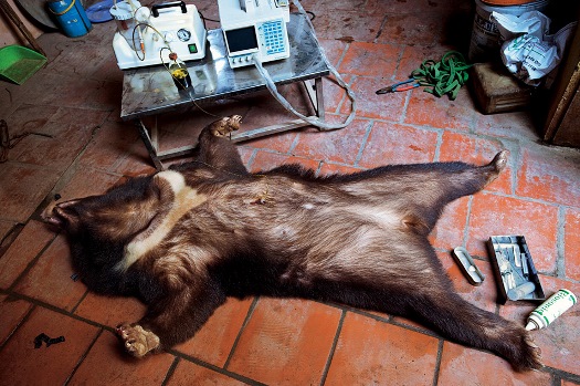 bear bile cruel process extraction