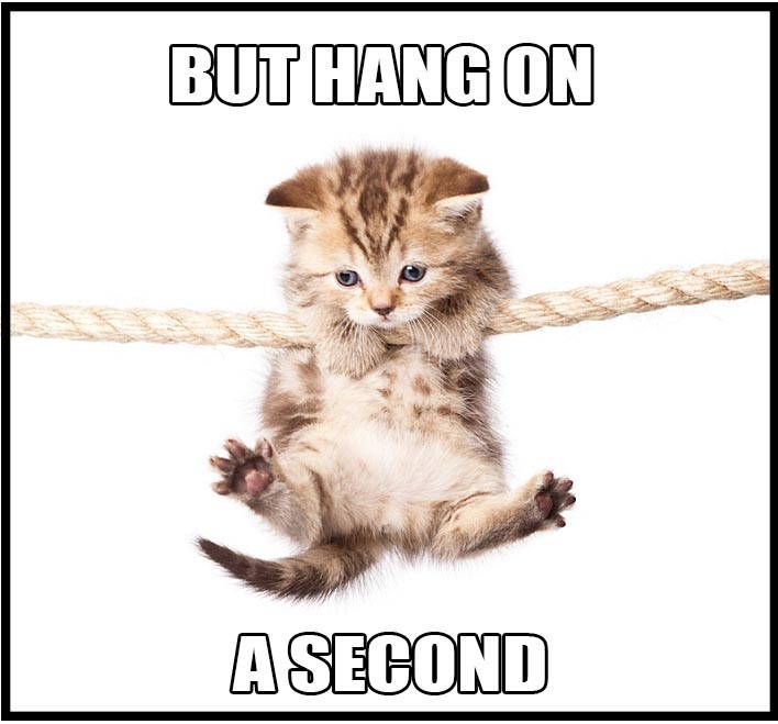 hang on cat
