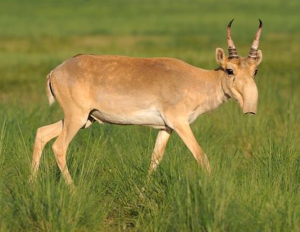 male saiga antelope russia