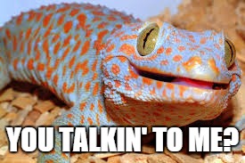tokay gecko small