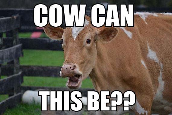 cow can this be