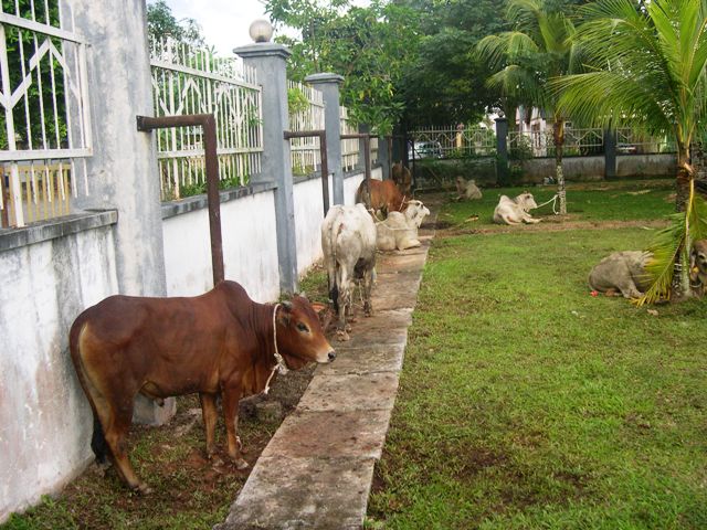 cows tied to wall