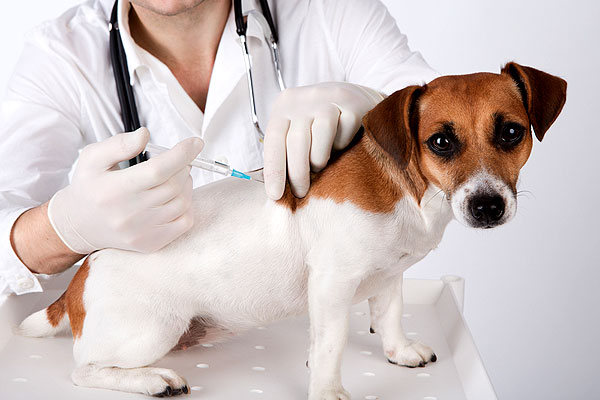 dog vet vaccination. Image from canineconnect.com.au.