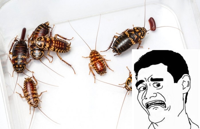 live cockroach order be malas concierge