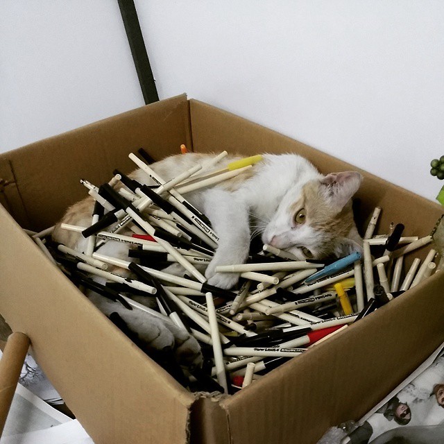 syahbandi's cat lying in box of pens image from facebook
