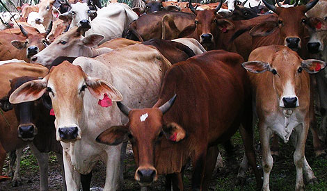 KK breed cow kedah kelantan Image from Malaysiakini