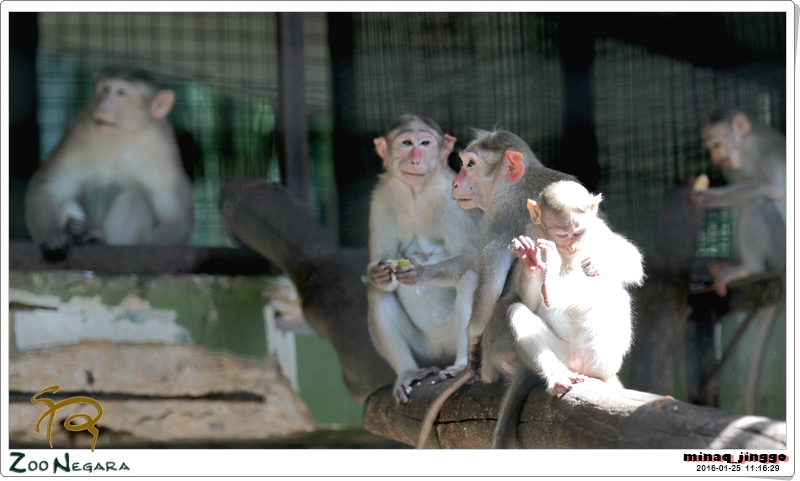 Zoo Negara Malaysia -MJ4_3537