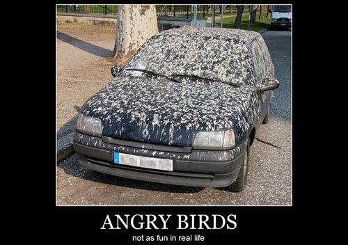 angry birds car