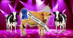 OMG!! There’s a COW beauty pageant in Malaysia?!