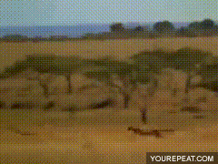 man outrun cheetah. From reddit