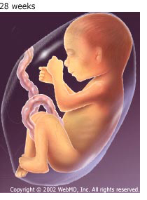 baby at 28 weeks abortion zika Image from WebMD