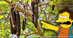 ‘Buah kote mamak’?! 7 hilarious plant names in Bahasa Malaysia