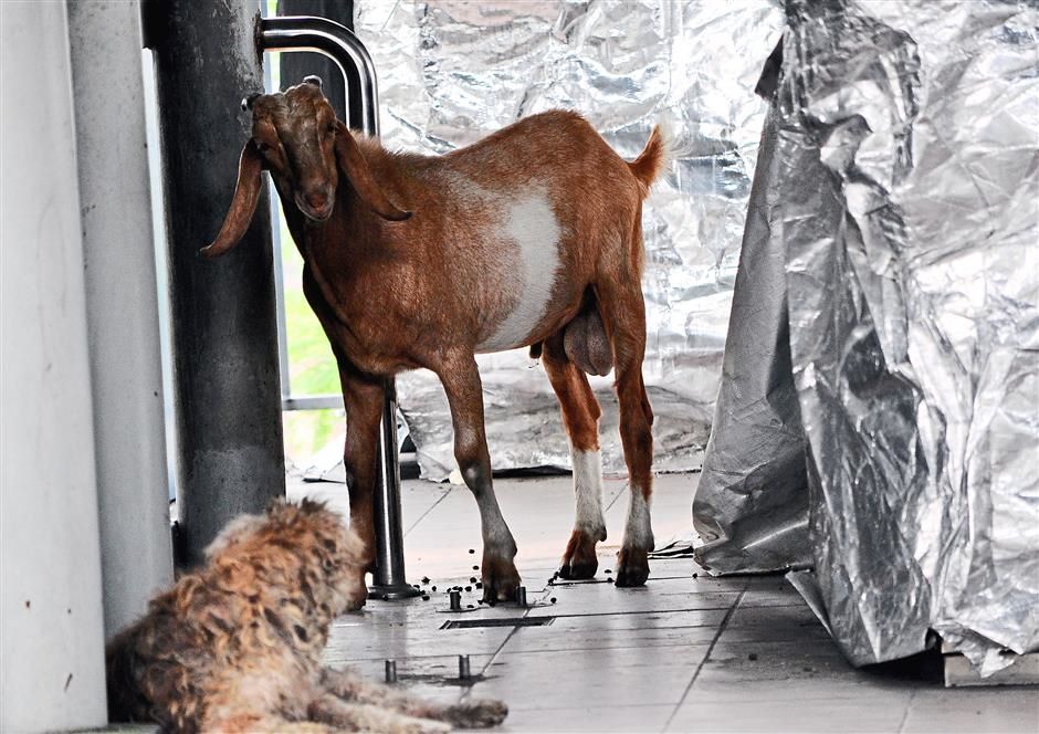 ktm new ticket token machine goat dog Image from The Star
