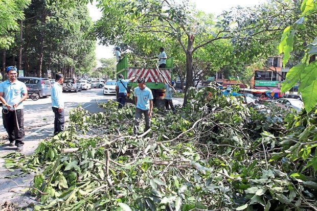 DBKL cutting tree Image from The Star