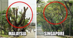 Why KL keeps cutting down trees while Singapore doesn’t?!