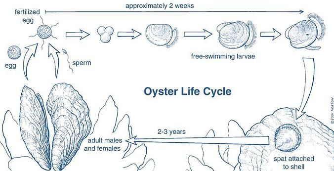 oyster life cycle