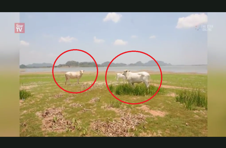1cows grazing perlis dam dry critical Screenshot from The Star's video