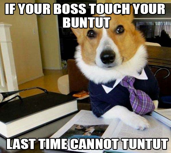 LAWYER DOGE