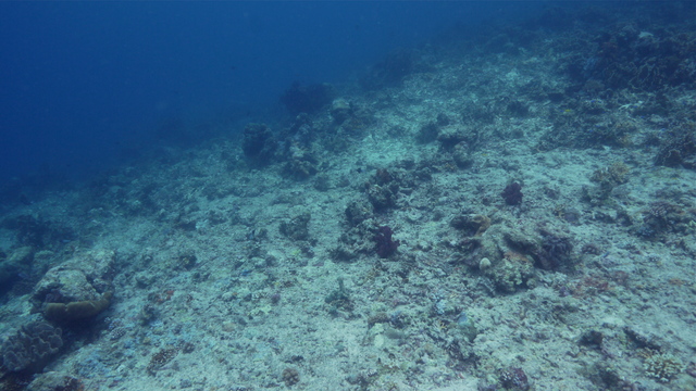 corals destroyed after blast fishing. Image from causes.com.