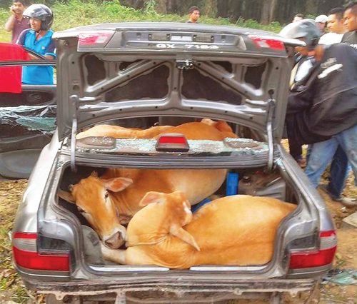 proton wira cow robber thieves Image from Malay Mail