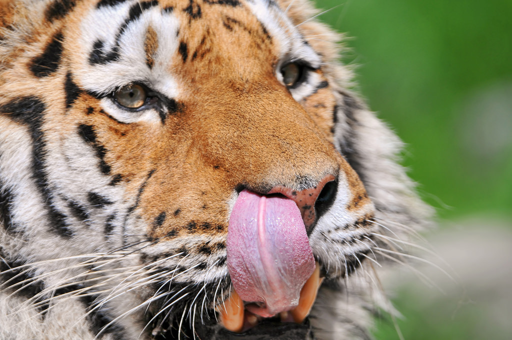 tiger lick tongue nose. Image from Tambako The Jaguar on Flickr