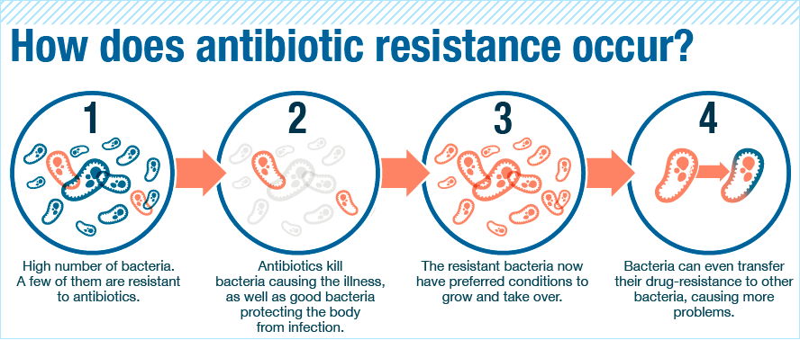 bacteria-resistance-diagram