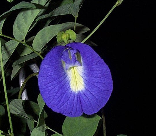 bunga-telang-clitoris-butterfly-pea-flower-image-from-plantoftheweek-org
