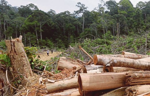 Illegal deforestation destroying NCR land. -Image taken from www.nst.com.my