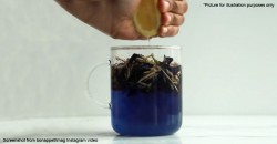Blue organic Malaysian tea?! Guess what happens when you squeeze lemon into it