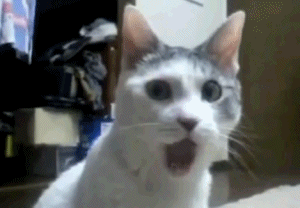 shocked cat gif mouth open