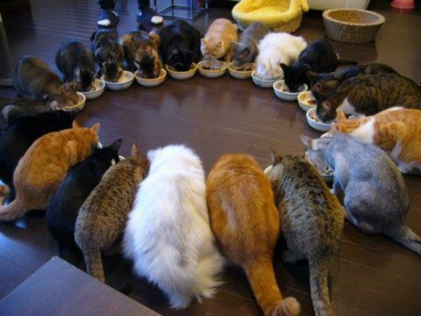There's such a thing as too many cat videos. Imagine each of them sucking up your precious data! Image from occultforum.org