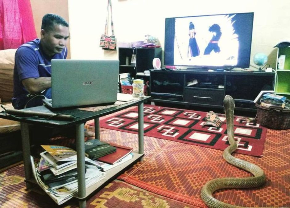 abu-zarin-snake-watching-tv